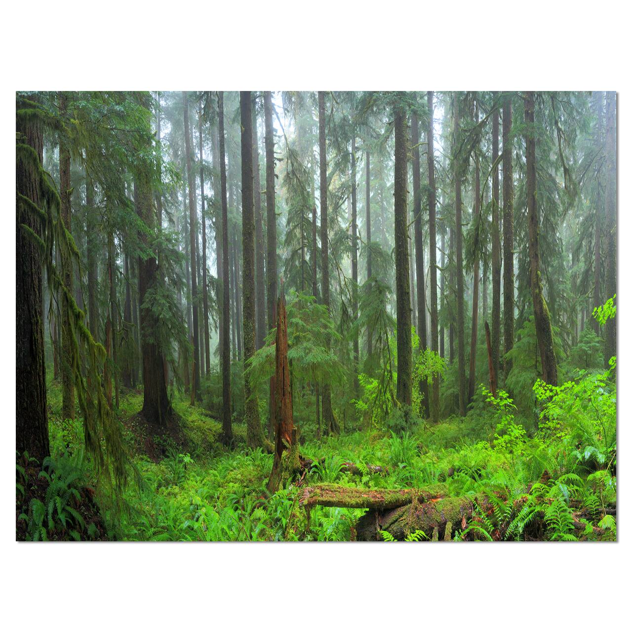 Designart - Hoh Rain Forest - Landscape Photography Canvas Art Print